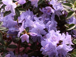 Rhododendron nain Blue Tit